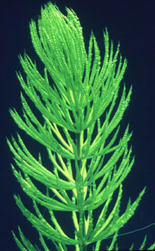 CERATOPHYLLUM